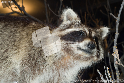 Image of Raccoon