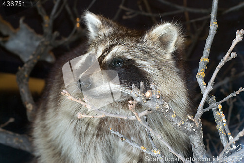 Image of Wild Raccoon