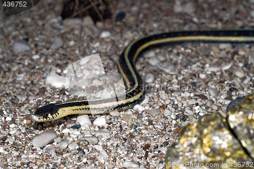 Image of Garter Snake