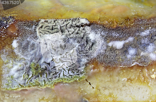 Image of Detail of Spoiled Moldy cheese close up