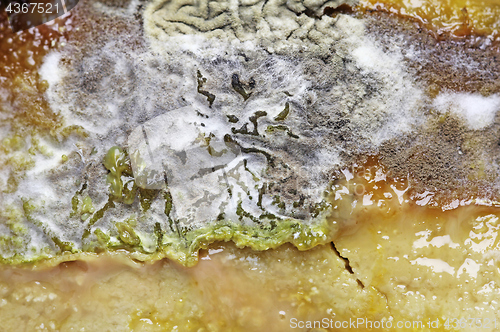 Image of Detail of Spoiled Moldy cheese close up