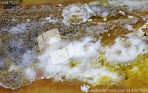 Image of Detail of Spoiled Moldy cheese close up