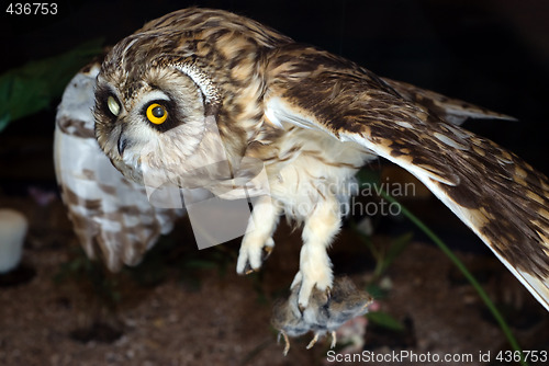 Image of Owl Hunting At Night