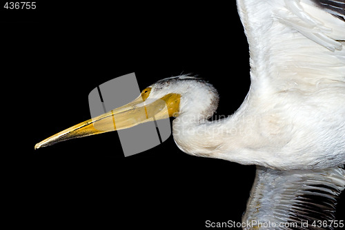 Image of Isolated Pelican