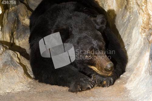 Image of Black Bear