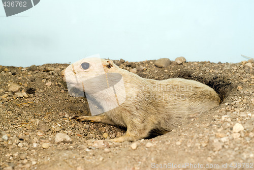 Image of Prairie Dog