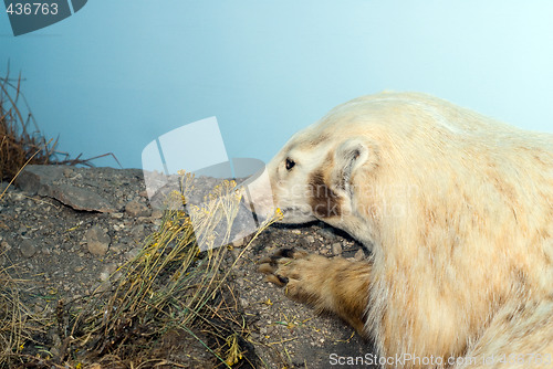 Image of Hunting For Food