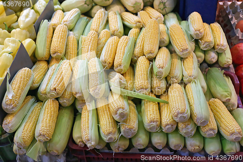 Image of Corn Ears