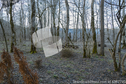 Image of The winter forest