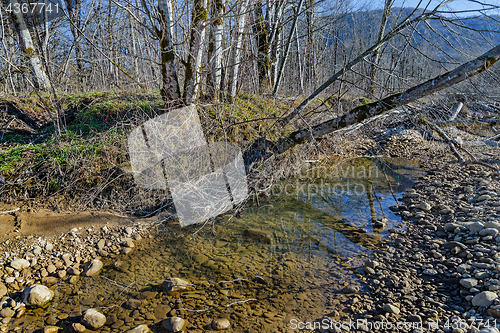 Image of Tree above the river