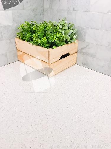 Image of Green plant in a wooden box on kitchen countertop