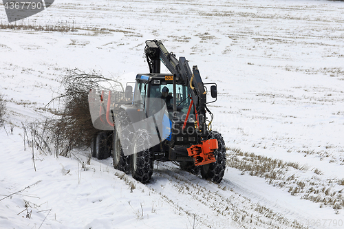 Image of Transporting Brushwood by Farm Tractor