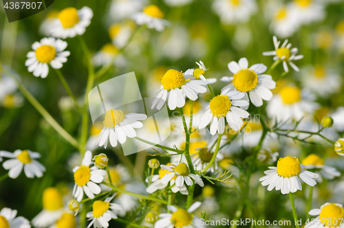Image of Camomille flowers grow at meadow