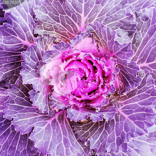 Image of Flowering purple kale cabbage