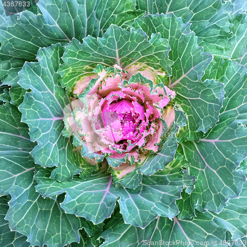 Image of Colorful ornamental kale cabbage