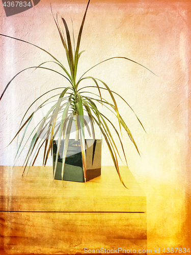 Image of Madagascar dragon tree houseplant on a wooden dresser