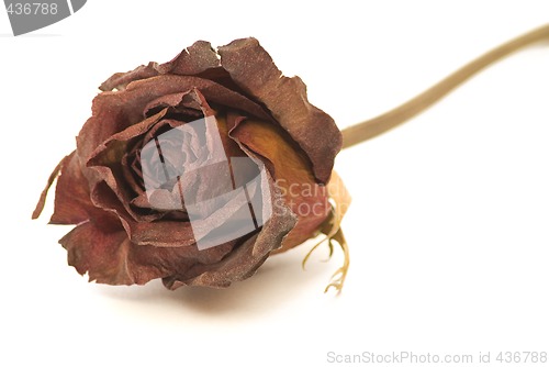 Image of Dried Rose