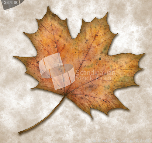 Image of maple leaf