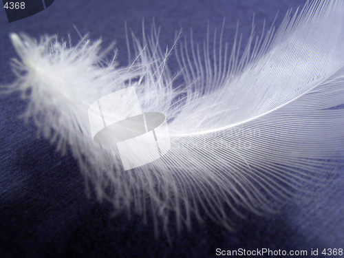 Image of feather on blue background