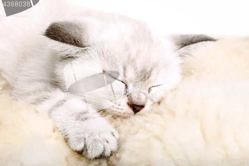 Image of Cute little white kitten sleeps