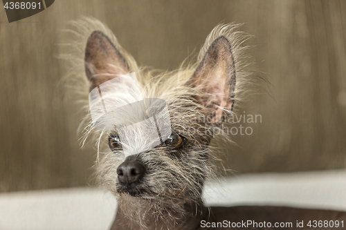 Image of Portrait of a Chinese hairless dog