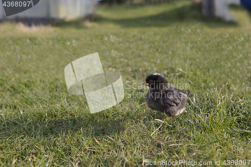 Image of Newborn chicken on a meadow