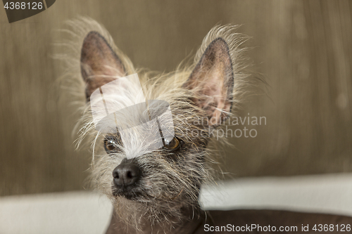 Image of Portrait of a Chinese hairless dog