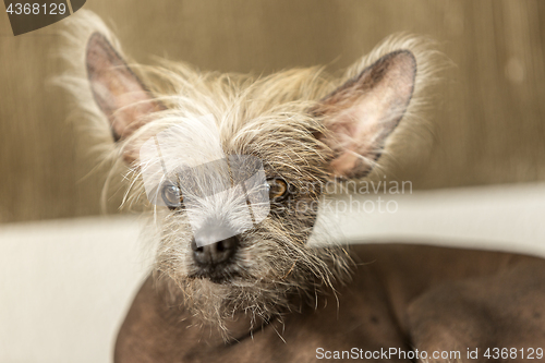 Image of Portrait of a Chinese hairless dog