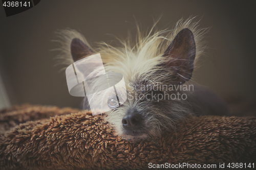 Image of Portrait of a Chinese hairless dog