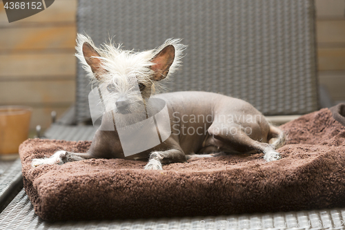 Image of Portrait of a Chinese hairless dog