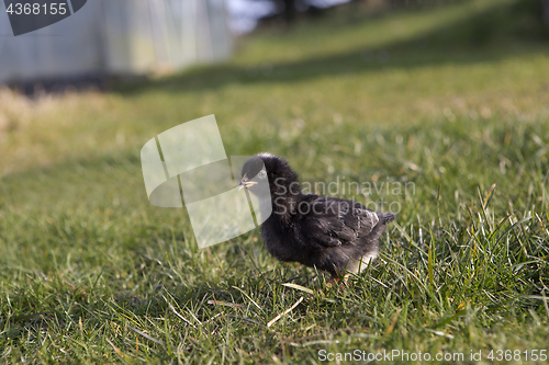 Image of Newborn chicken on a meadow