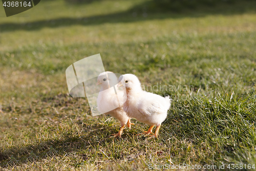 Image of Young chicken on a meadow