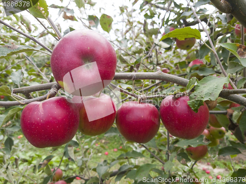 Image of Rip red apple on a tree