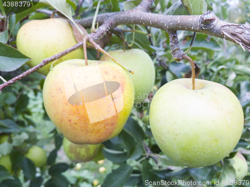 Image of Yellow apple on tree branch