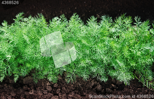 Image of green fennel on soil