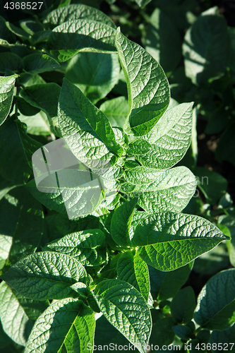 Image of potatoes growing up