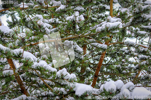 Image of Branches of spruce forest under snow, background