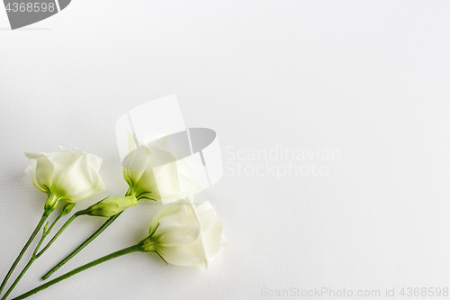 Image of Delicate tiny white flowers on white background