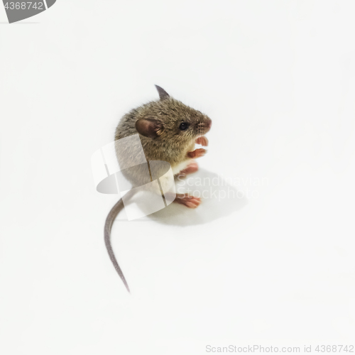 Image of House Mouse - Mus Musculus