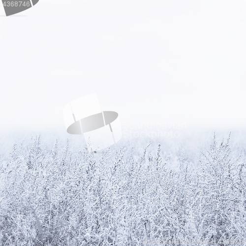 Image of Winter Foggy Background