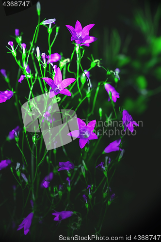 Image of Campanula Bellflowers On A Black Background