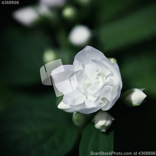 Image of White Jasmine Or Mock-Orange Flower Closeup