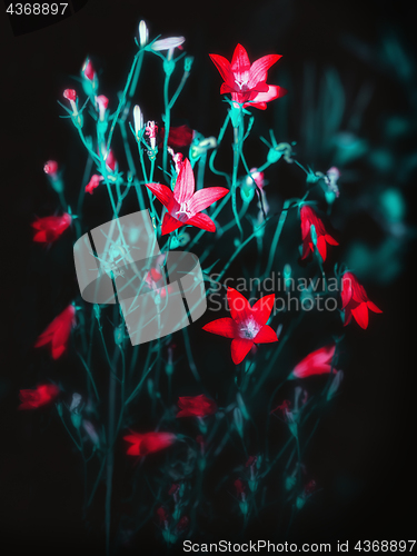 Image of Red Bell Flowers On A Black Background