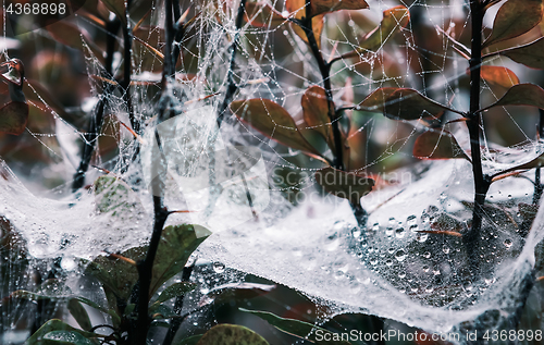 Image of Spider Web With Drops Of Dew On Branches