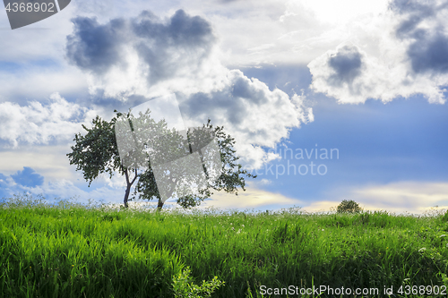 Image of Luxurious juicy tall grass meadow and lonely tree