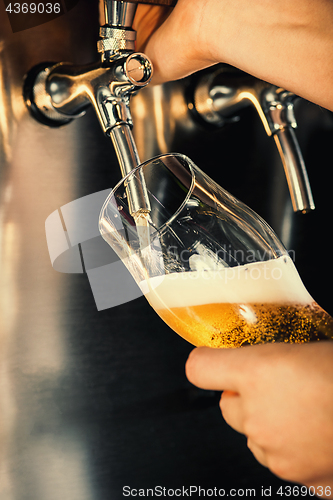 Image of Hand of bartender pouring a large lager beer in tap.