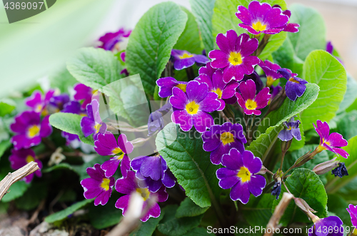 Image of Blossoming spring primrose, close-up