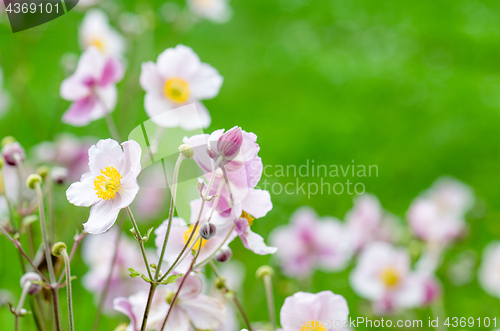 Image of Pale pink flower Japanese anemone, close-up. Note: Shallow depth