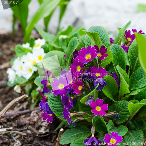 Image of Blossoming spring primrose, close-up