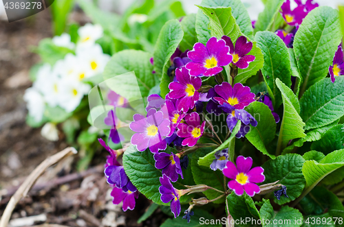 Image of Blossoming spring primrose, close-up